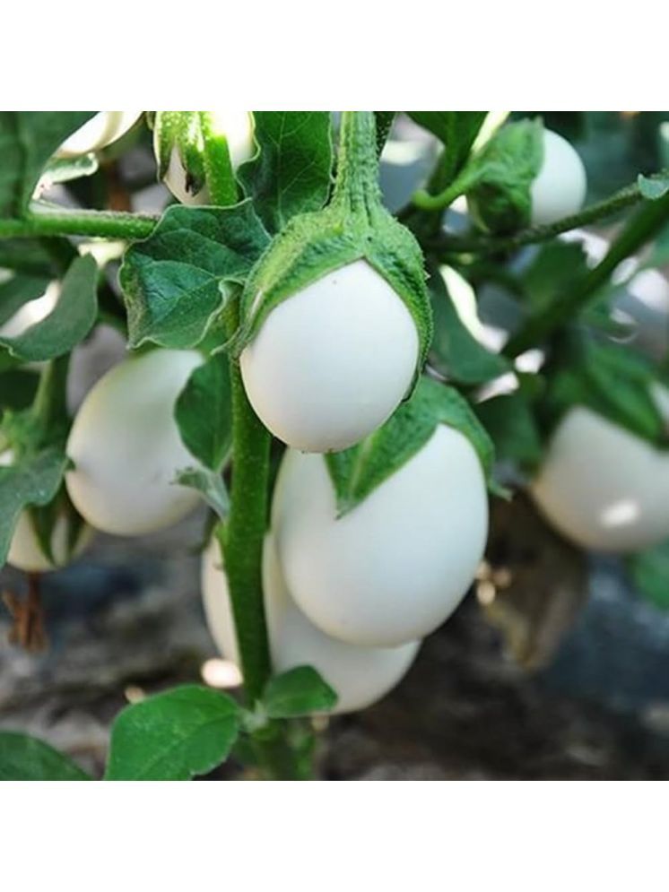     			Jignisha Seeds Organic White Brinjal Vegetable ( 50 Seeds )