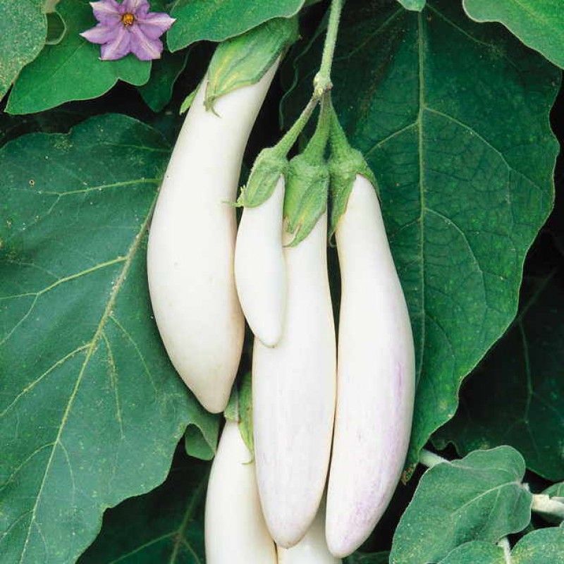     			Jignisha Seeds Organic White Long Brinjal Vegetable ( 50 Seeds )