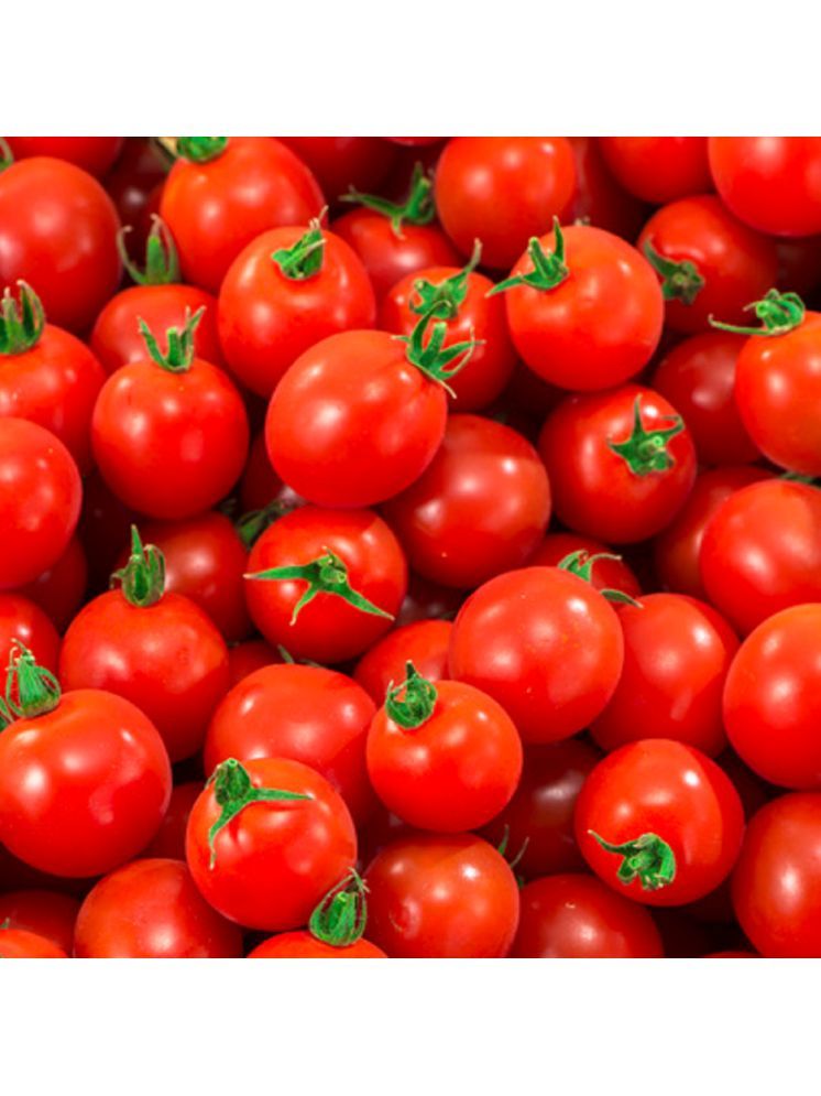     			Jignisha Seeds Red Cherry Tomato Vegetable ( 50 Seeds )