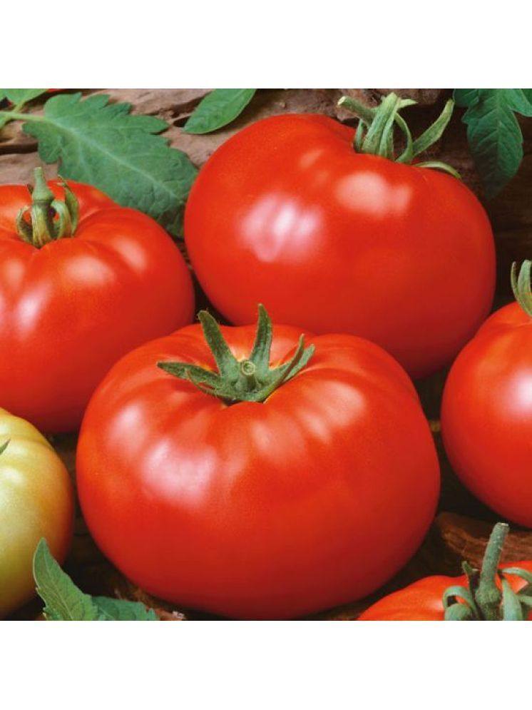     			Jignisha Seeds Tomato Vegetable ( 100 Seeds )