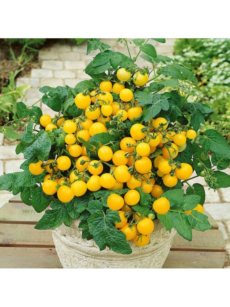     			Jignisha Seeds Tomato Vegetable ( 50 Seeds )