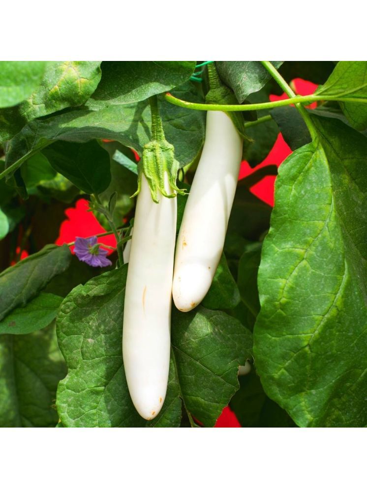     			Jignisha Seeds White Long Brinjal Vegetable ( 50 Seeds )