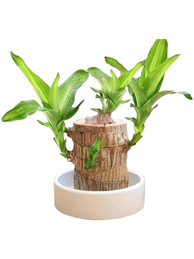     			Gatih Indoor Two Layer Lucky Bamboo Plant Plant ( Pack of 1 )