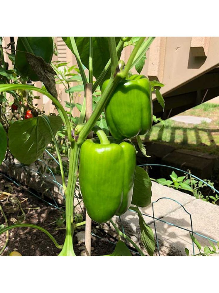     			Jignisha Seeds Capsicum Vegetable ( 50 Seeds )