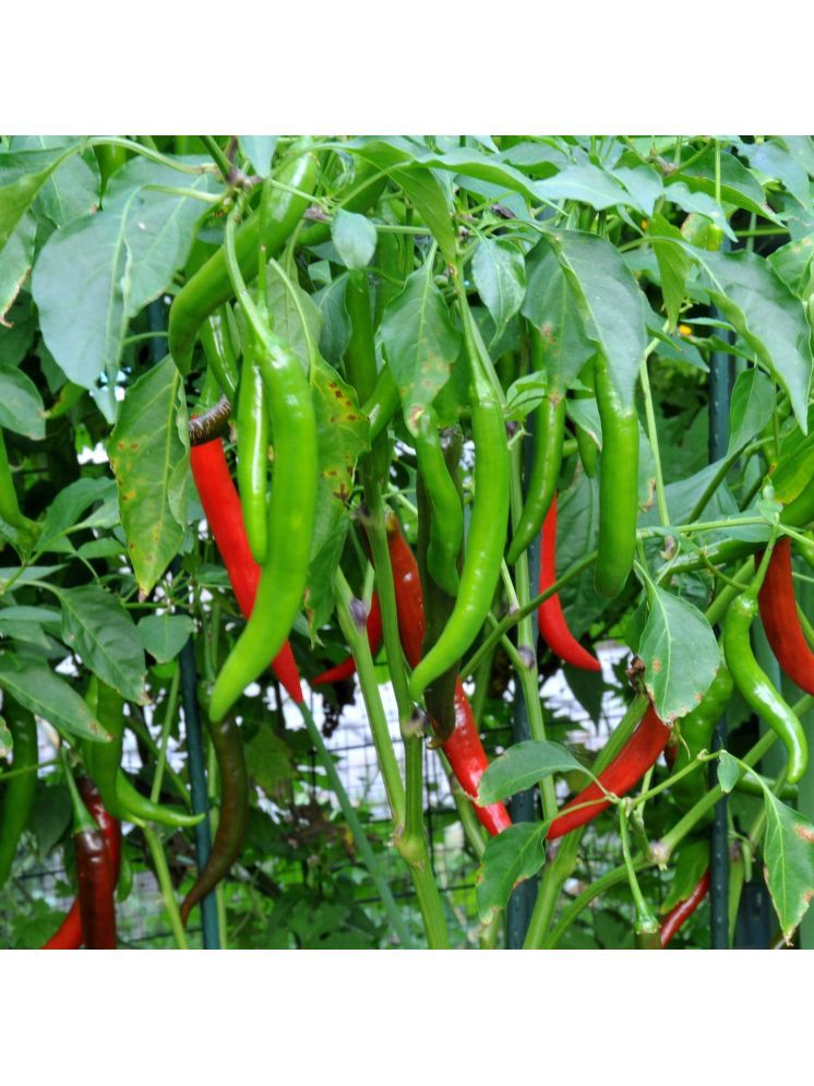     			Jignisha Seeds Long Chilli Vegetable ( 50 Seeds )