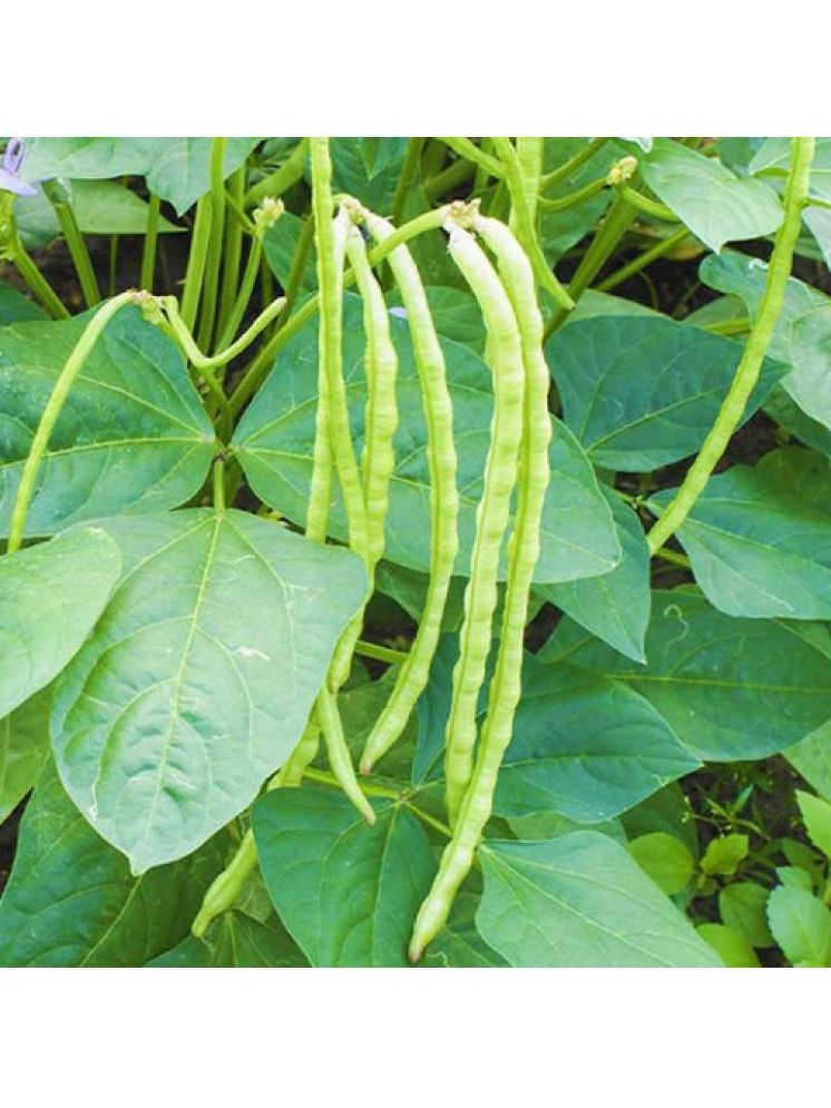     			Jignisha Seeds Hybrid Barbati Vegetable ( 50 Seeds )