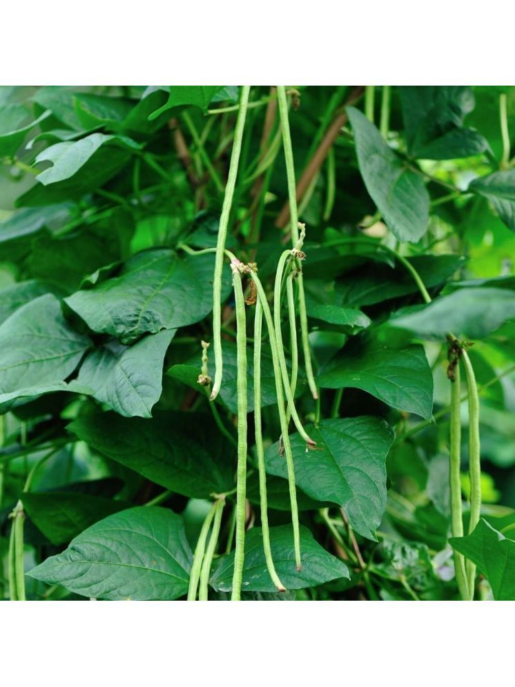     			Jignisha Seeds Hybrid Black Eyed Pea Vegetable ( 50 Seeds )