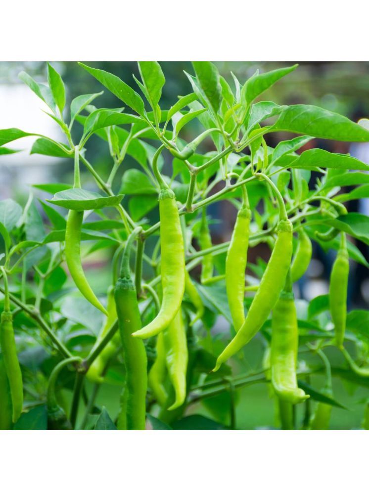     			Jignisha Seeds Hybrid Green Chilli Vegetable ( 50 Seeds )