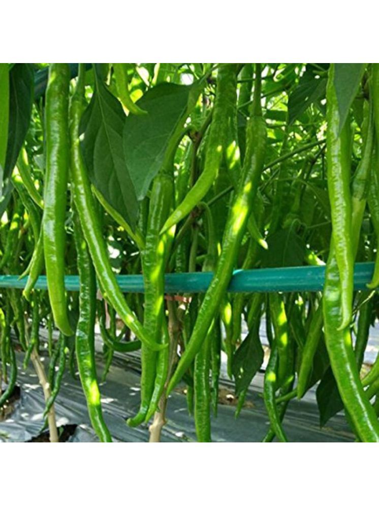     			Jignisha Seeds Hybrid Green Chilli Vegetable ( 50 Seeds )