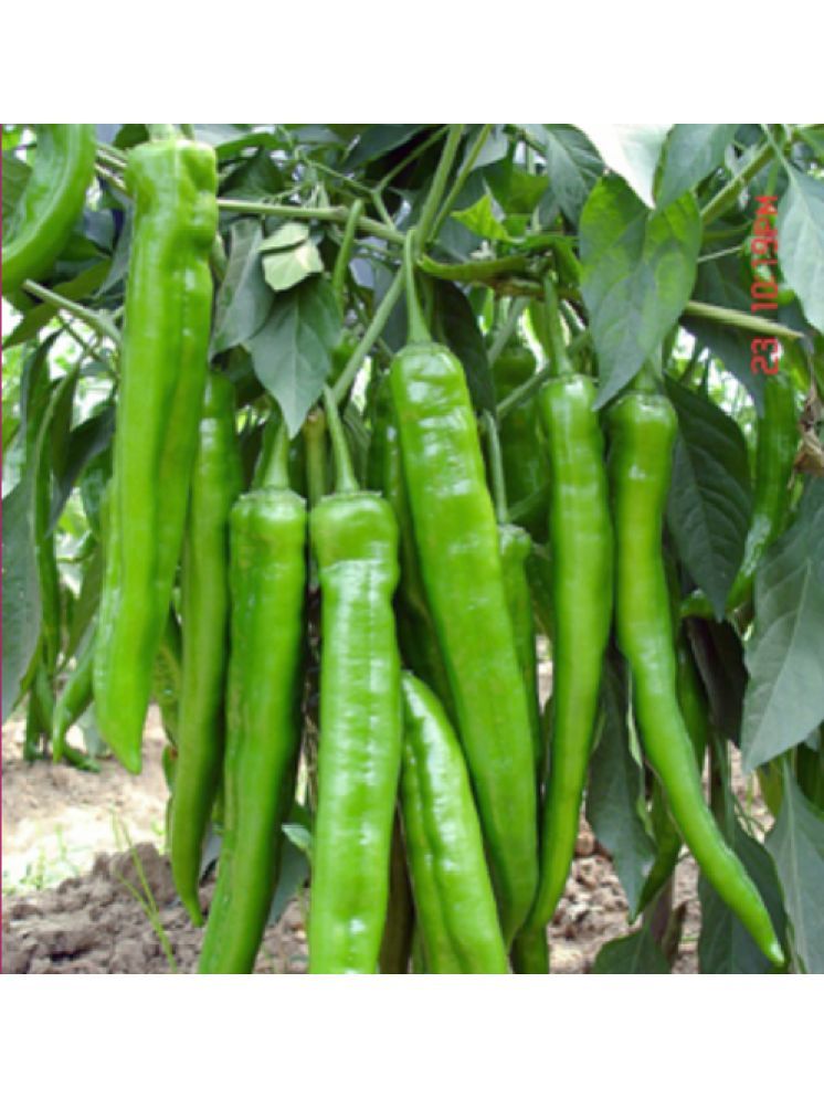     			Jignisha Seeds Hybrid Green Chilli Vegetable ( 50 Seeds )