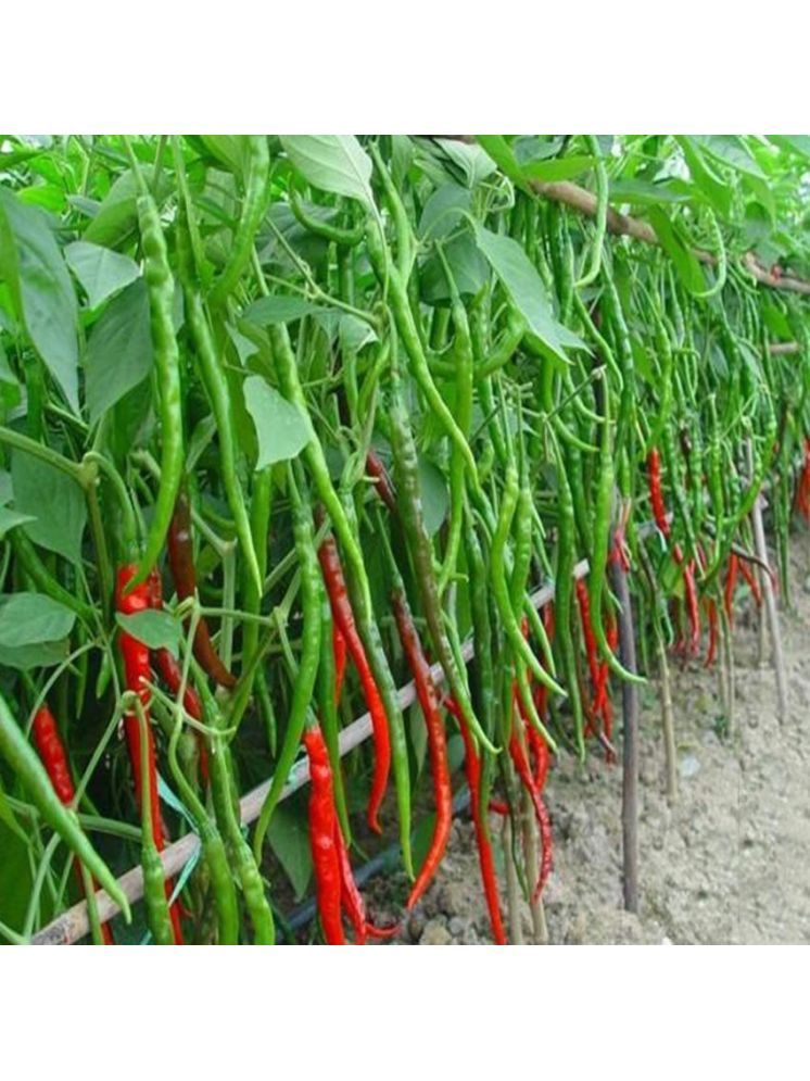     			Jignisha Seeds Long Chilli Vegetable ( 50 Seeds )