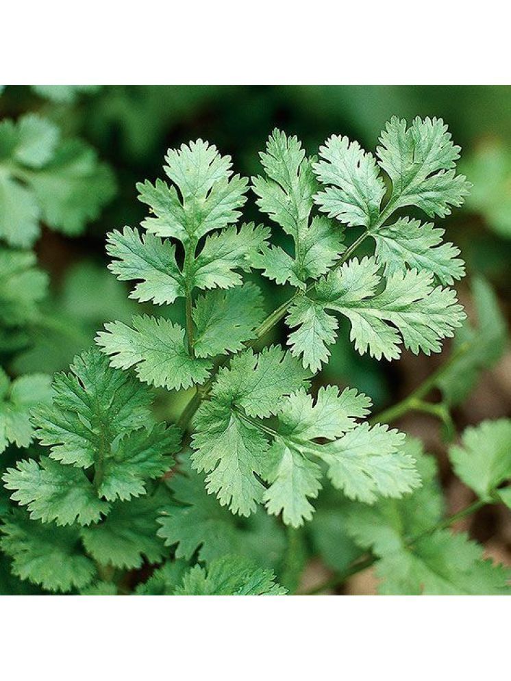     			Jignisha Seeds Organic Coriander Vegetable ( 100 Seeds )