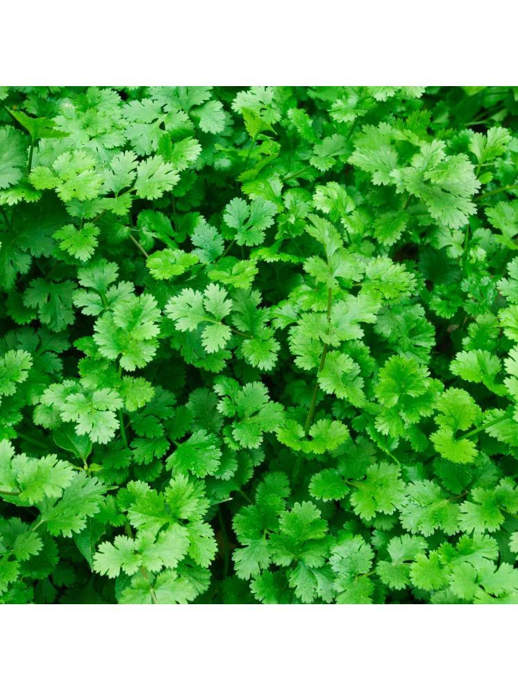     			Jignisha Seeds Organic Coriander Vegetable ( 100 Seeds )