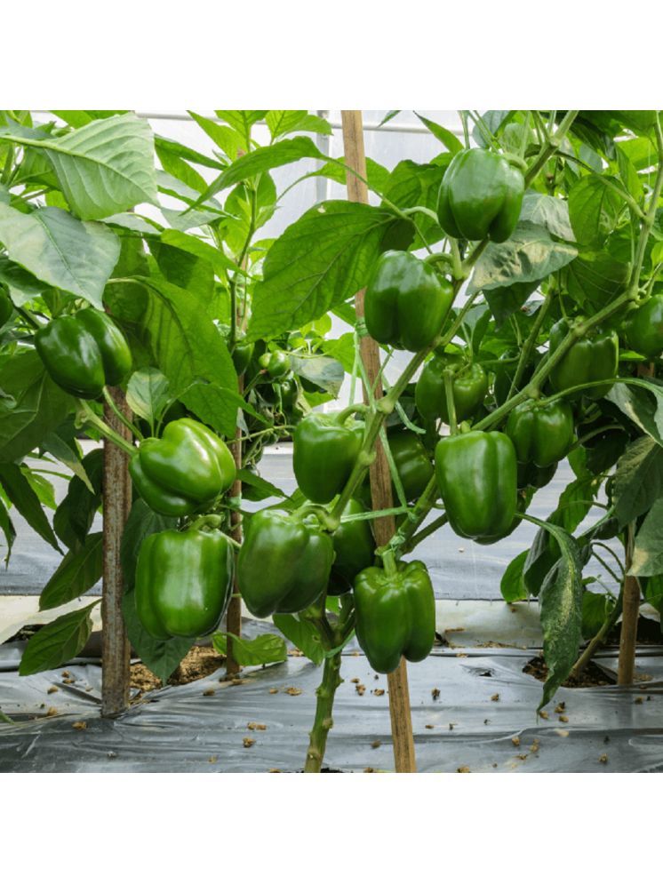     			Jignisha Seeds Capsicum Vegetable ( 50 Seeds )