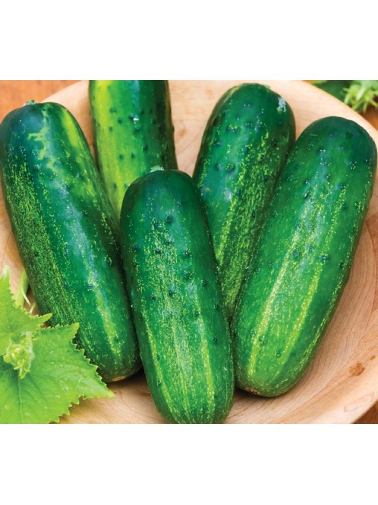     			Jignisha Seeds Green Cucumber Vegetable ( 50 Seeds )