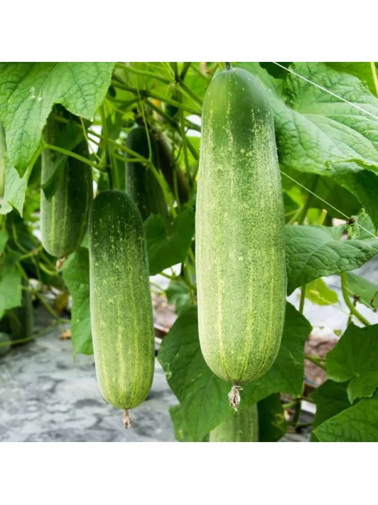     			Jignisha Seeds Organic Cucumber Vegetable ( 50 Seeds )