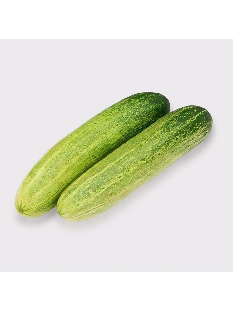     			Jignisha Seeds Organic Green Cucumber Vegetable ( 50 Seeds )