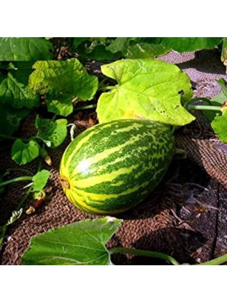     			Jignisha Seeds Cucumber Vegetable ( 30 Seeds )