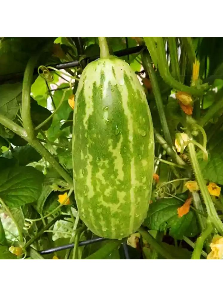     			Jignisha Seeds Hybrid Cucumber Vegetable ( 30 Seeds )