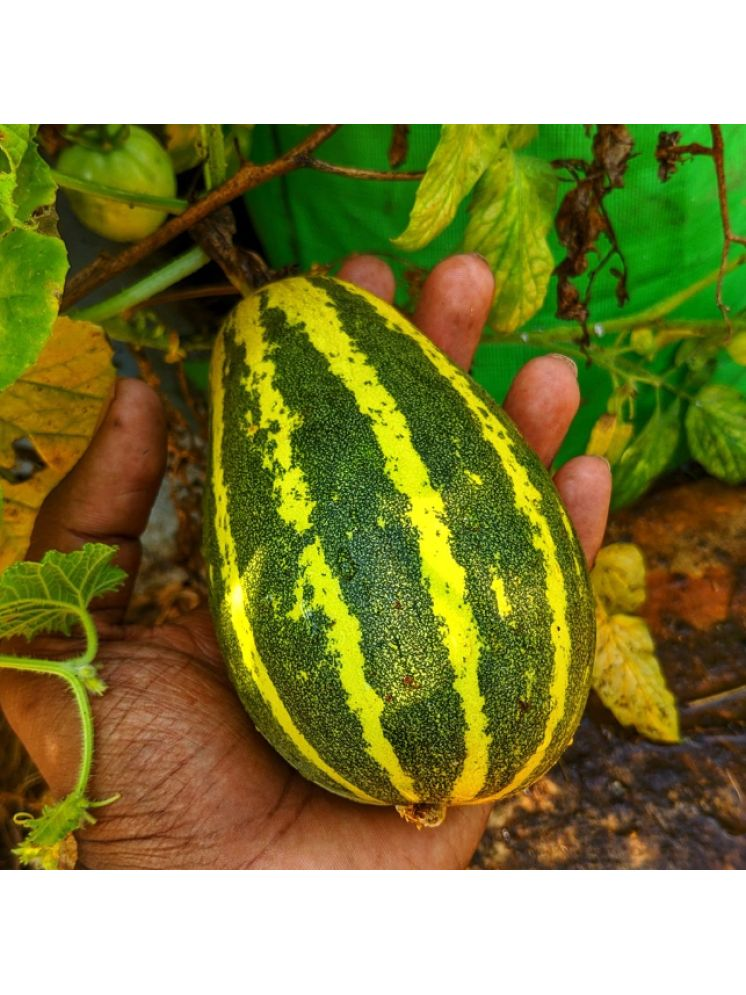     			Jignisha Seeds Hybrid Madras Cucumber Vegetable ( 30 Seeds )