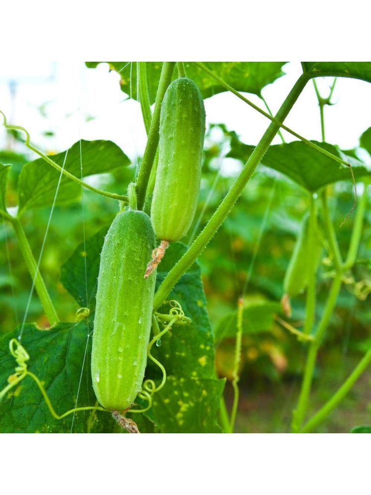     			Jignisha Seeds Organic Cucumber Vegetable ( 50 Seeds )